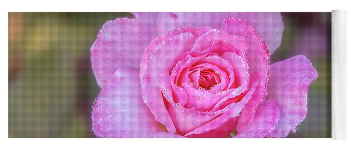Rose Yoga Mat featuring the photograph A pink rose kissed by morning dew. by Usha Peddamatham