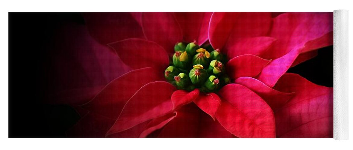 Pink Poinsettia Yoga Mat featuring the photograph A Poinsettia Portrait by Clare Bevan