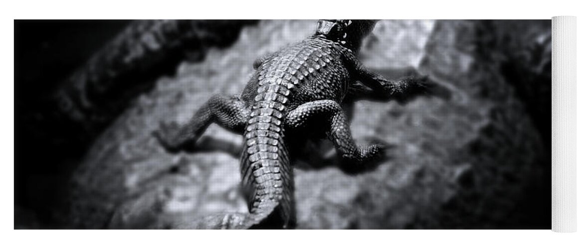 Alligator Yoga Mat featuring the photograph A Safe Harbor by Mark Andrew Thomas