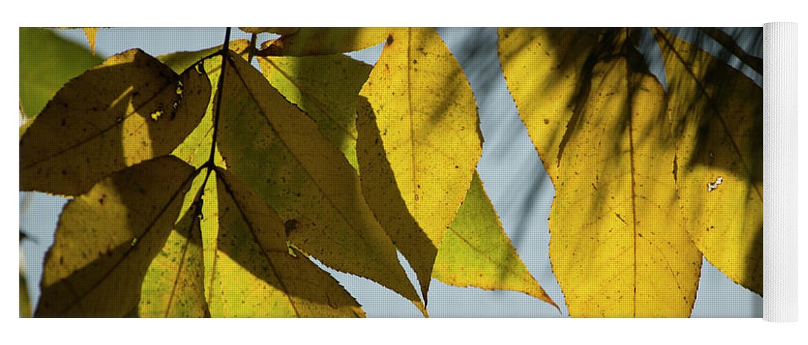 Fall Leaves Yoga Mat featuring the photograph A Season Of Change by Mike Eingle