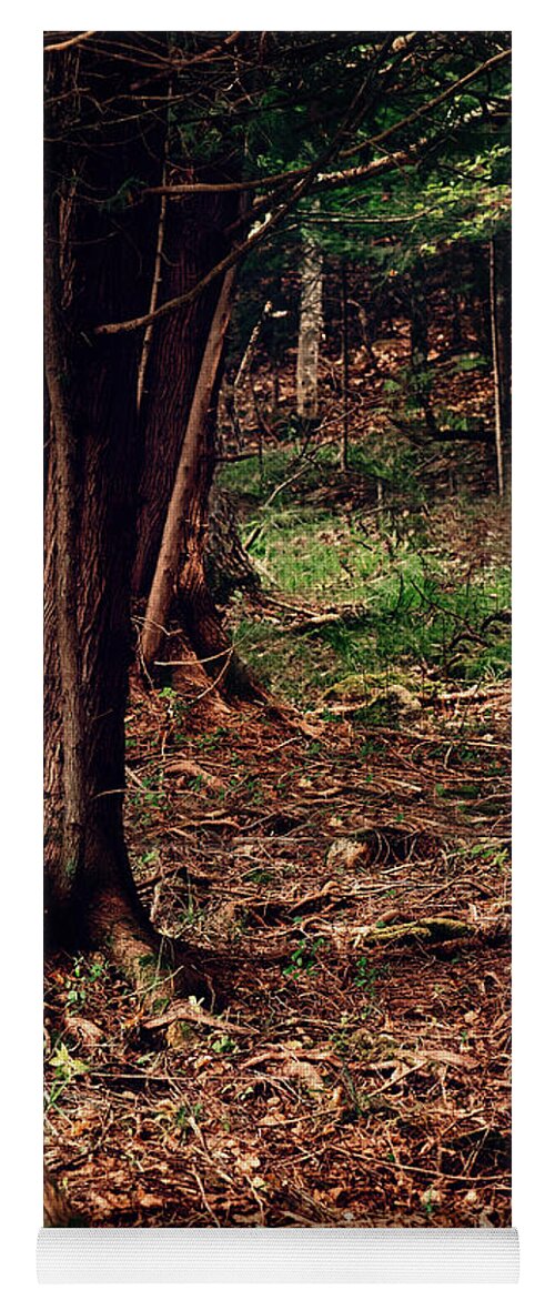 Forest Print Yoga Mat featuring the photograph A Walk in the Forest by Gwen Gibson
