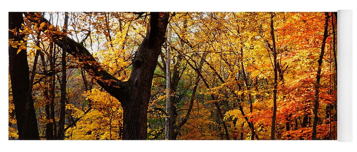 Fall Yoga Mat featuring the photograph A Walk in the Woods 3 by Steven Clipperton