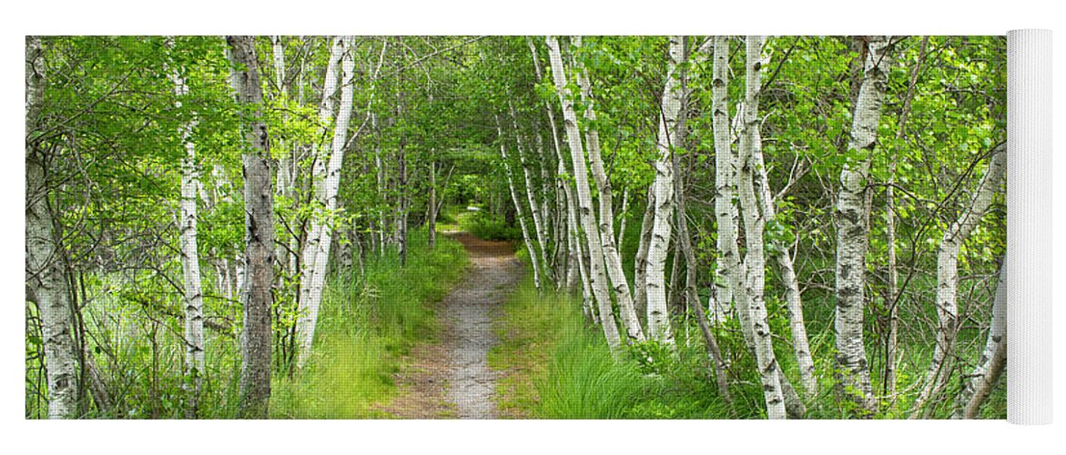 Acadia National Park Yoga Mat featuring the photograph A Walk in the Woods by Holly Ross
