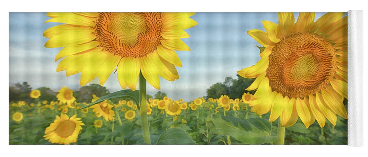 Sunflowers Yoga Mat featuring the photograph Above the Fray by Art Cole