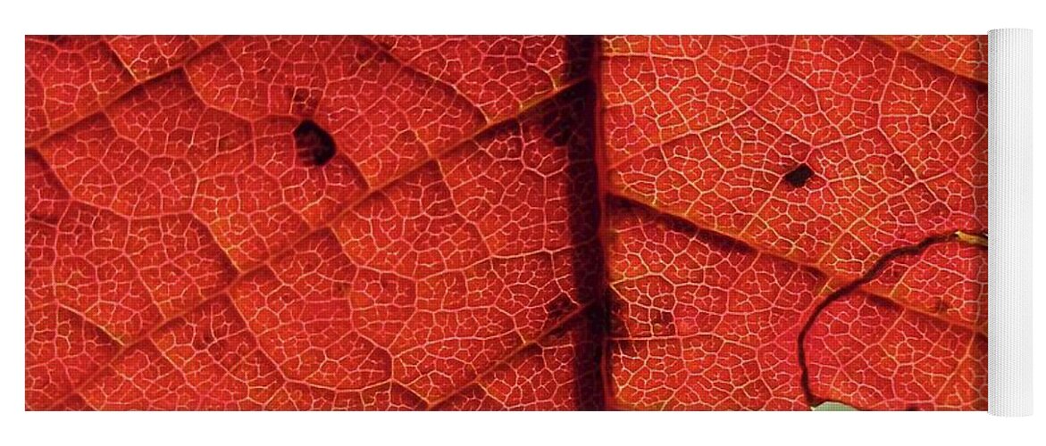 Autumn Leaf Yoga Mat featuring the photograph Abstract Autumn Leaf by Martin Howard