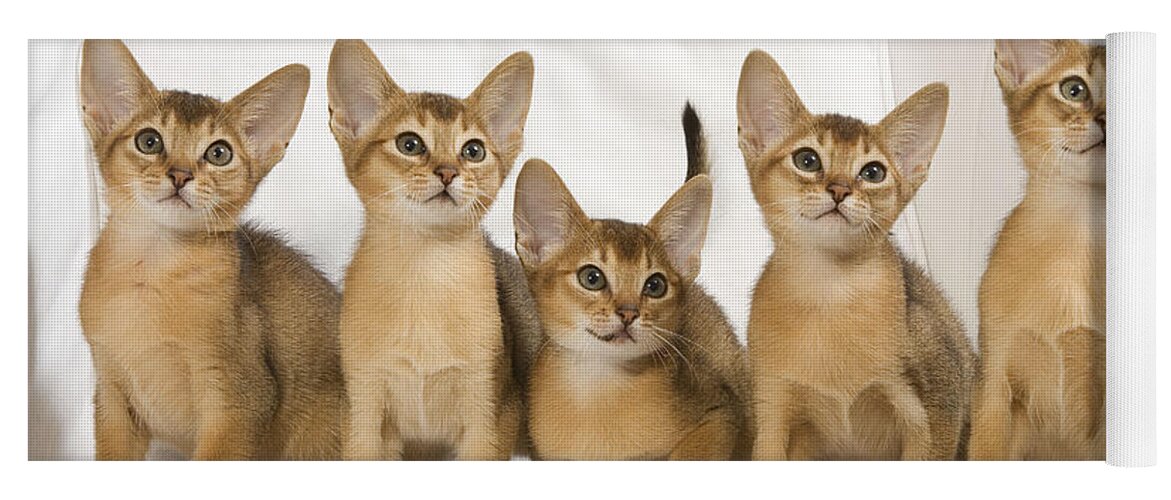 Cat Yoga Mat featuring the photograph Abyssinian Kittens by Jean-Michel Labat