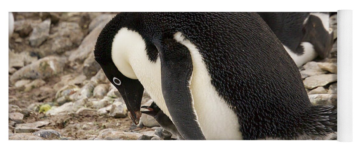 Adelie Yoga Mat featuring the photograph Adelie Penguin feeding chick on nest by Karen Foley