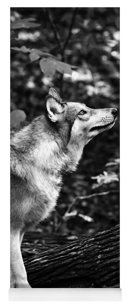 Aero Wolf Yoga Mat featuring the photograph Aero Wolf in Black and White by Tracy Winter