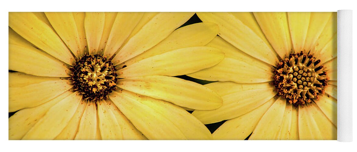 Daisy Yoga Mat featuring the photograph African Daisy-Twice by Don Johnson