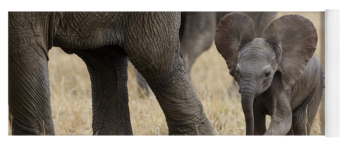 00784043 Yoga Mat featuring the photograph African Elephant Mother And Under 3 by Suzi Eszterhas