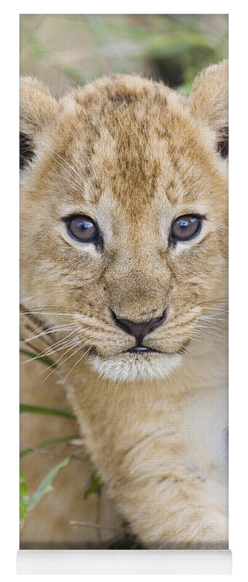00761284 Yoga Mat featuring the photograph African Lion Cub Kenya by Suzi Eszterhas