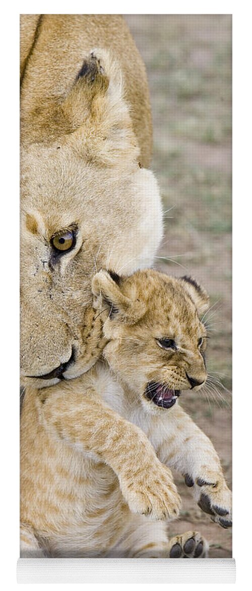 00761319 Yoga Mat featuring the photograph African Lion Mother Picking Up Cub by Suzi Eszterhas