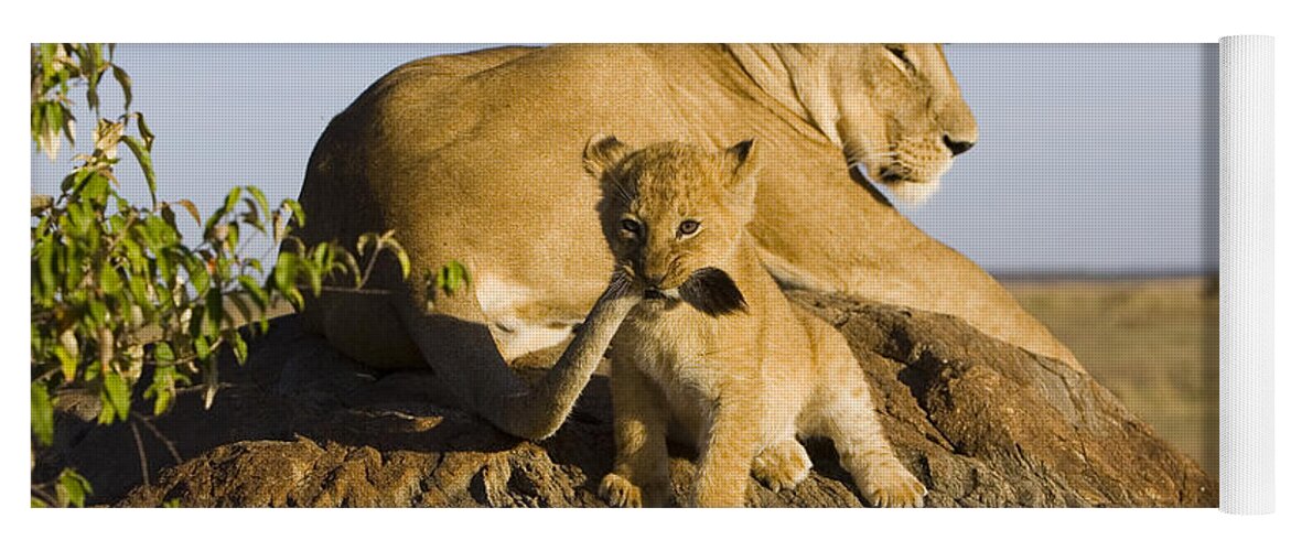 Mp Yoga Mat featuring the photograph African Lion With Mother's Tail by Suzi Eszterhas
