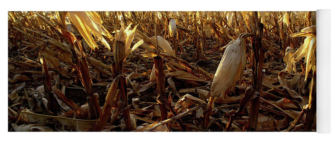 Corn Yoga Mat featuring the photograph After the Harvest by Mark Ivins
