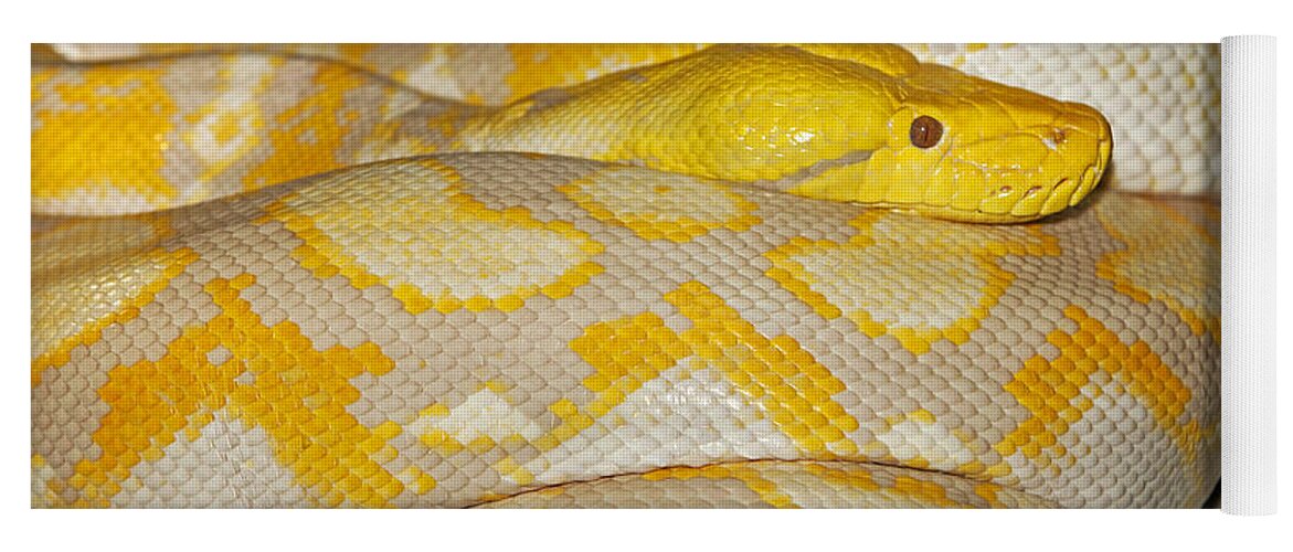 Adult Yoga Mat featuring the photograph Albino Reticulated Python by Gerard Lacz