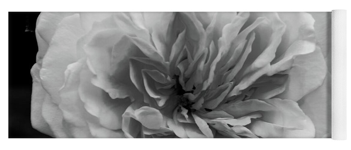 Rose Yoga Mat featuring the photograph Alchymist Rose Black and White Nature / Floral Photograph by PIPA Fine Art - Simply Solid