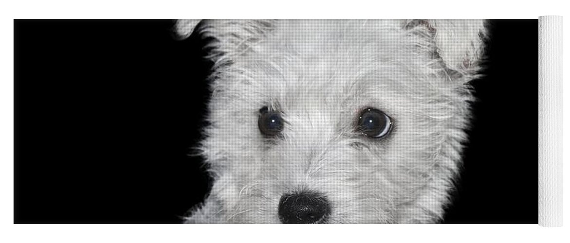 White Yoga Mat featuring the photograph Alert Puppy on a transparent background by Terri Waters