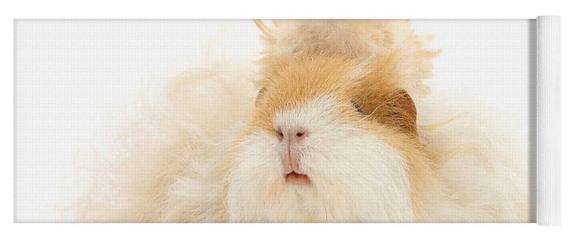 Guinea Pig Yoga Mat featuring the photograph All Frizzed up and Ready to Go by Warren Photographic