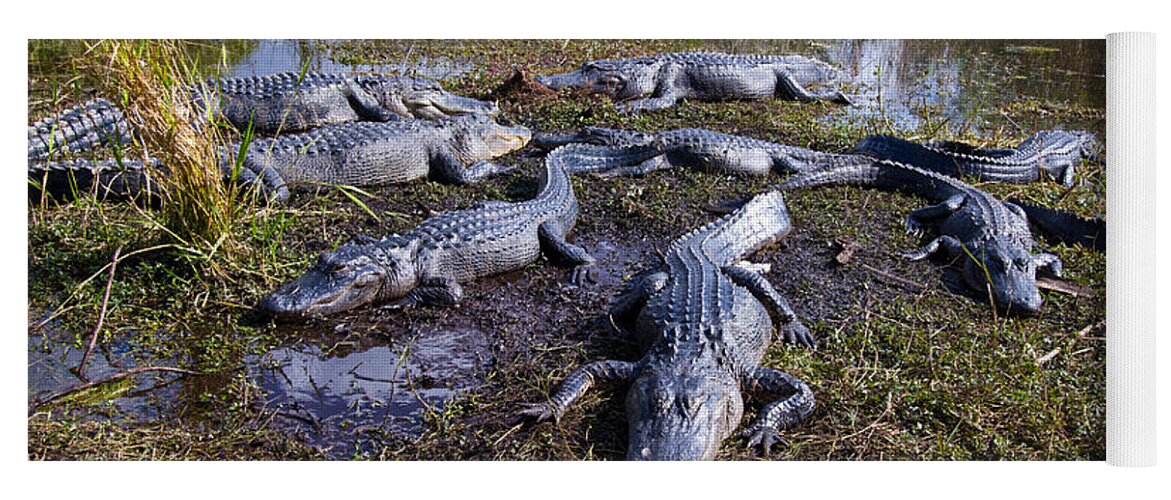 Nature Yoga Mat featuring the photograph Alligators 280 by Michael Fryd