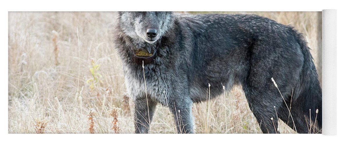 Wolf Yoga Mat featuring the photograph Alpha Female by Deby Dixon