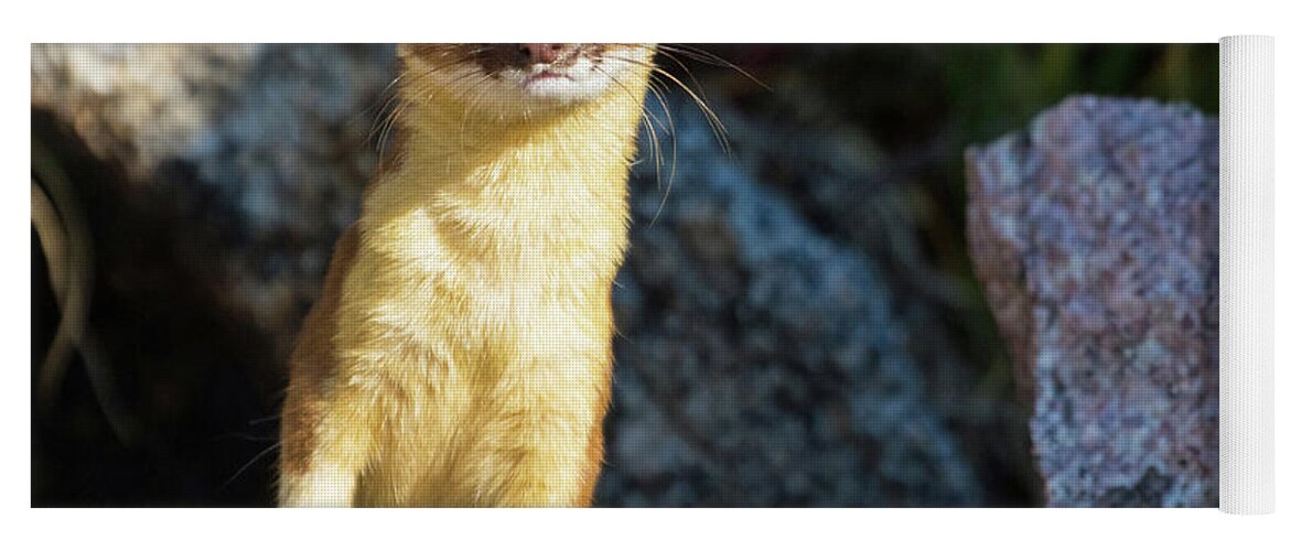 Long-tailed Weasel Yoga Mat featuring the photograph Alpine Tundra Weasel #2 by Mindy Musick King