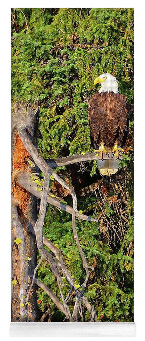 Bald Eagle Yoga Mat featuring the photograph American Bald Eagle by Greg Norrell