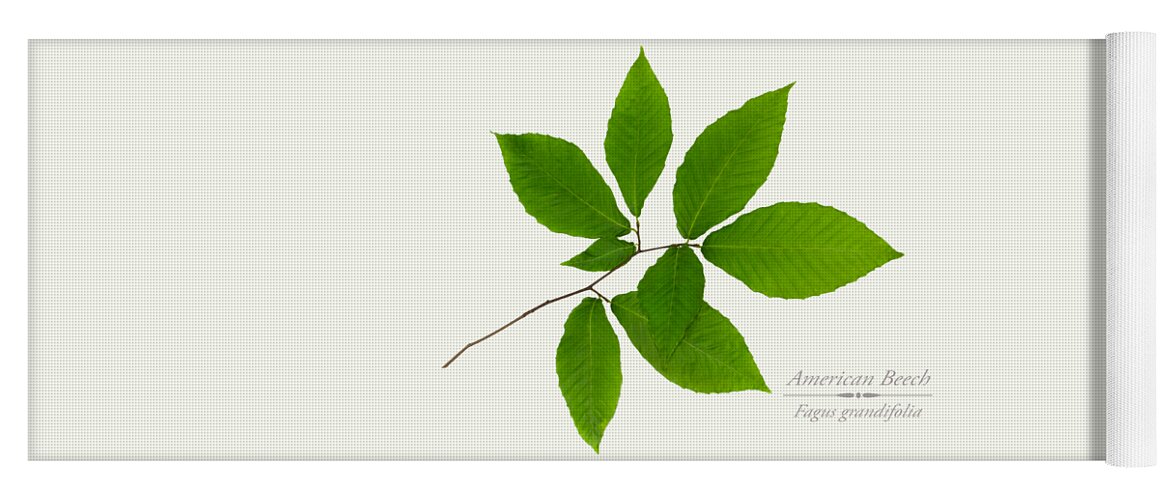 Leaves Yoga Mat featuring the mixed media American Beech by Christina Rollo