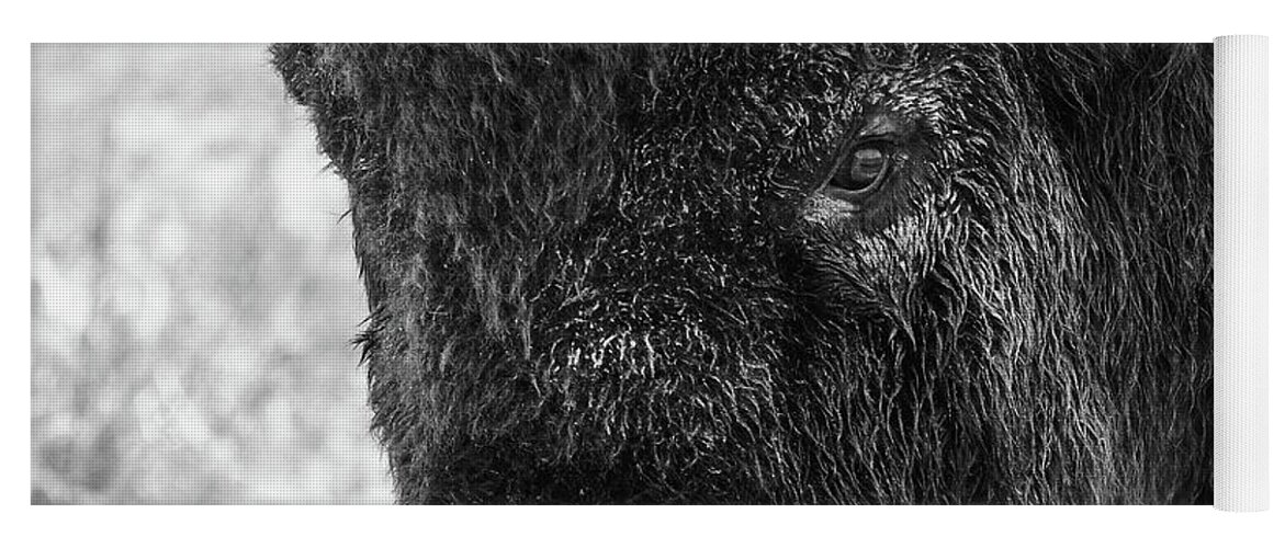 Bison Yoga Mat featuring the photograph American Bison Closeup in Black and White by Tony Hake
