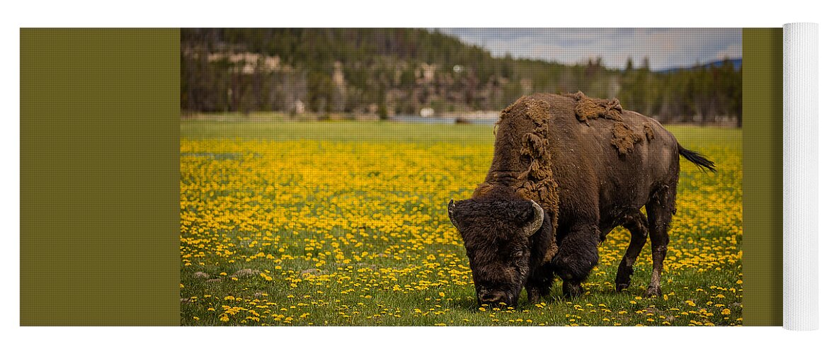 Love Yoga Mat featuring the photograph American Bison by Gary Migues