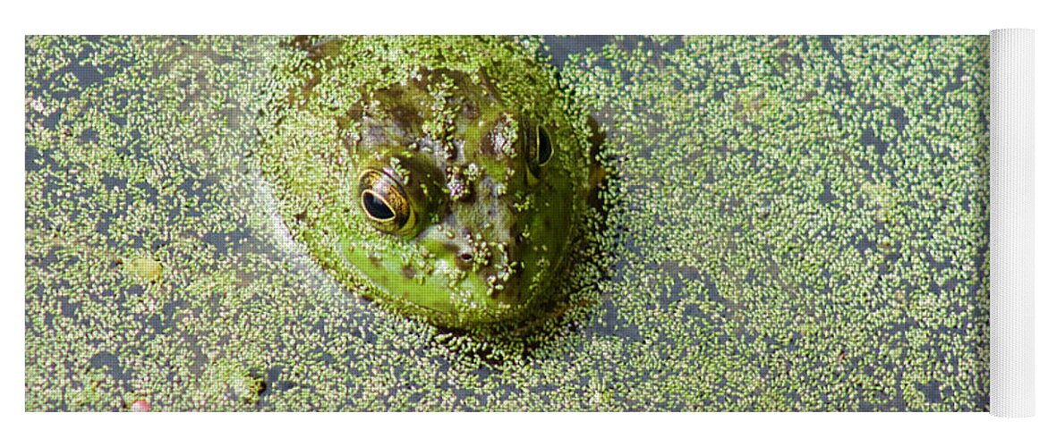 Photography Yoga Mat featuring the photograph American Bullfrog by Sean Griffin