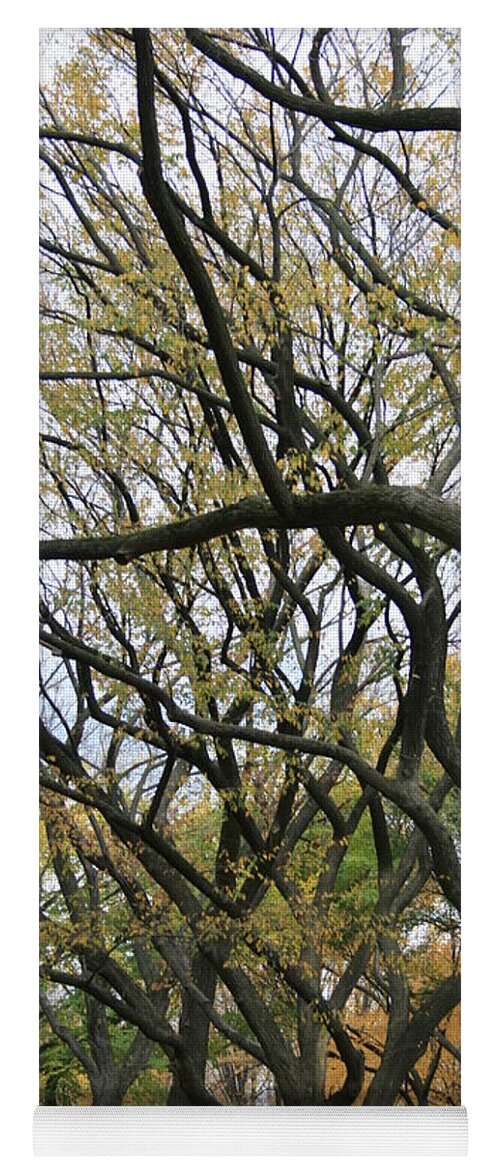 Elm Trees Yoga Mat featuring the photograph American Elms of Central Park by Christopher J Kirby