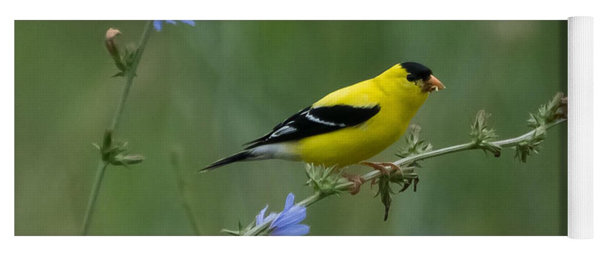 American Goldfinch Yoga Mat featuring the photograph American Goldfinch   by Holden The Moment