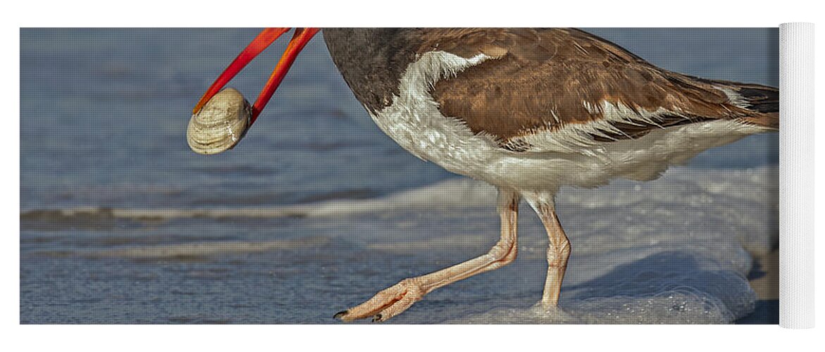 American Oystercatcher Yoga Mat featuring the photograph American Oystercatcher Grabs Breakfast by Susan Candelario