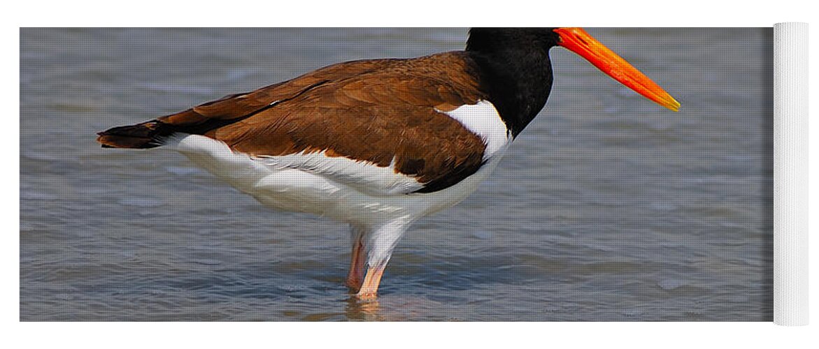 American Oystercatcher Yoga Mat featuring the photograph American Oystercatcher by Tony Beck