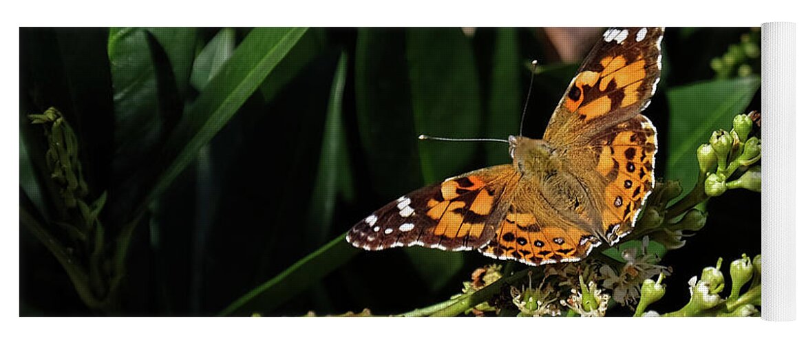 American Painted Lady Yoga Mat featuring the photograph American Painted Lady butterfly beauty by Ronda Ryan