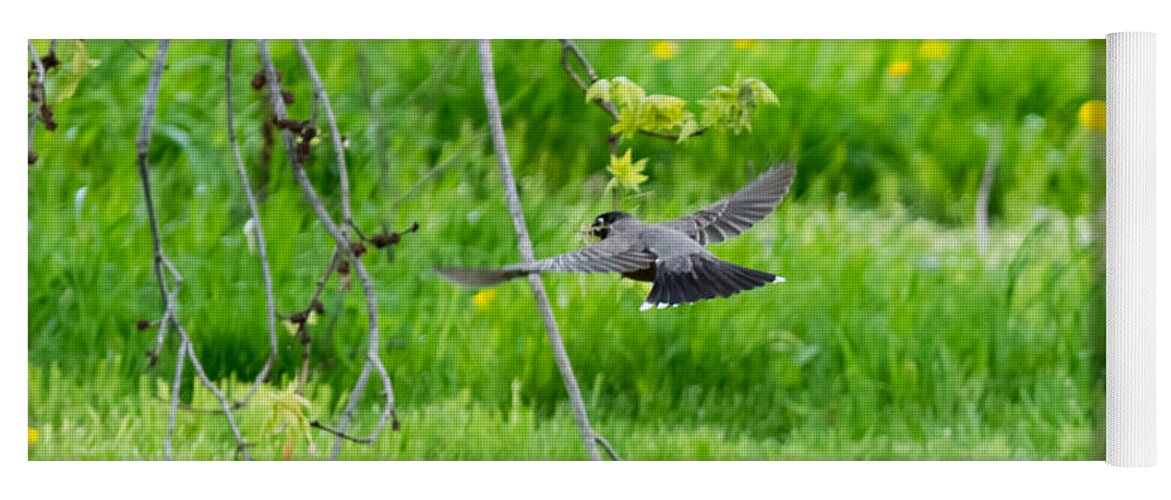 American Robin Yoga Mat featuring the photograph American Robin in Flight by Holden The Moment