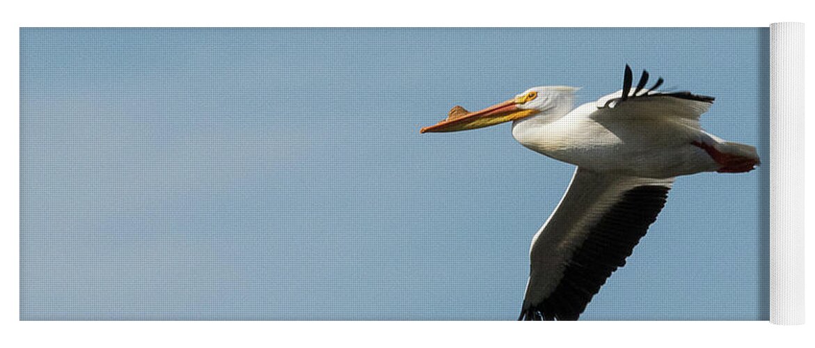 American White Pelican Yoga Mat featuring the photograph American White Pelican by Joan Wallner