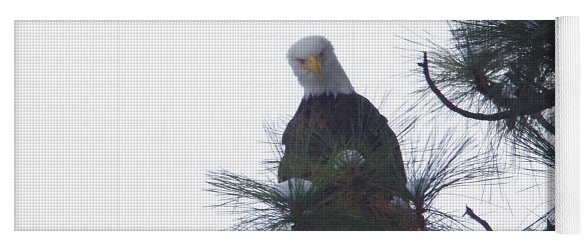 Eagle Yoga Mat featuring the photograph An eagle looks down by Jeff Swan