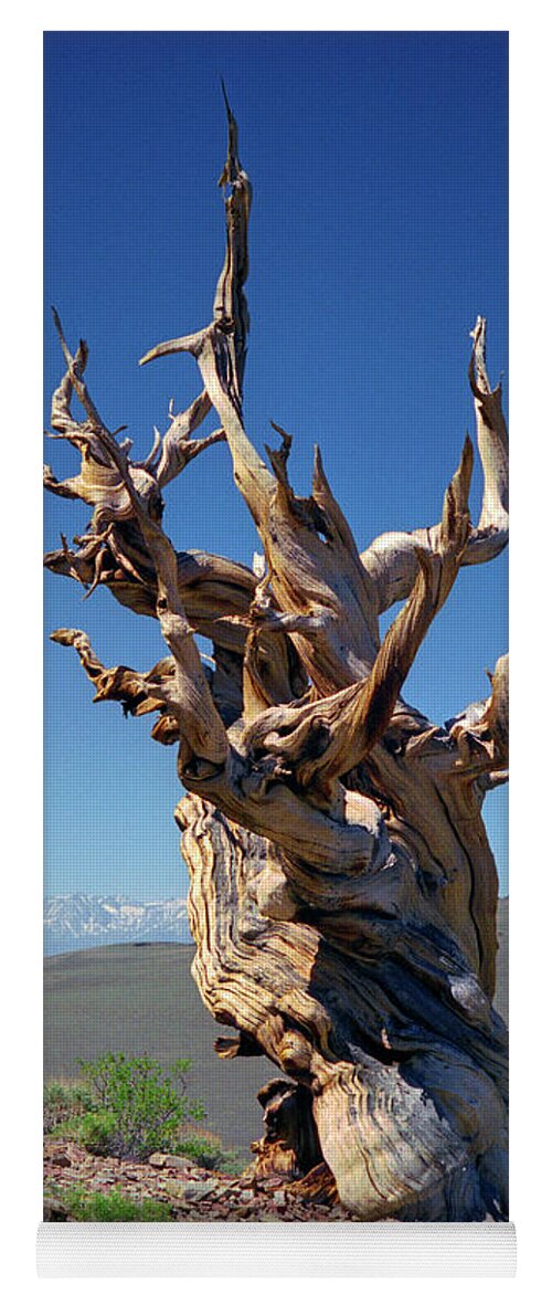Bristlecone Pine Yoga Mat featuring the photograph Ancient Bristlecone Pine Tree Composition 2, Inyo National Forest, White Mountains, California by Kathy Anselmo