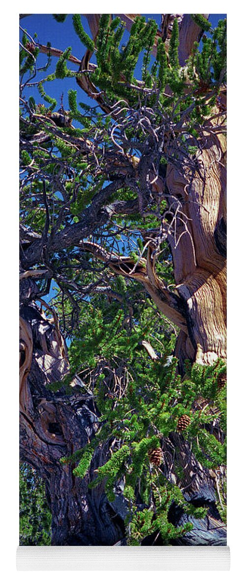 Bristlecone Pine Yoga Mat featuring the photograph Ancient Bristlecone Pine Tree Composition 3, Inyo National Forest, White Mountains, California by Kathy Anselmo