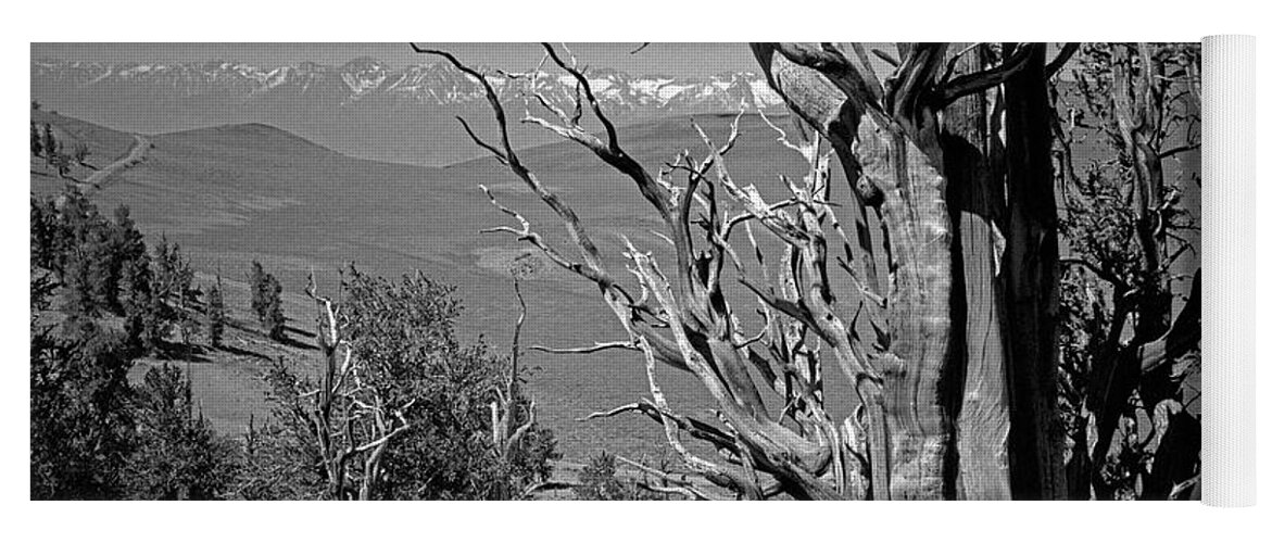 Bristlecone Pine Yoga Mat featuring the photograph Ancient Bristlecone Pine Tree, Composition 4, Inyo National Forest, White Mountains, California by Kathy Anselmo