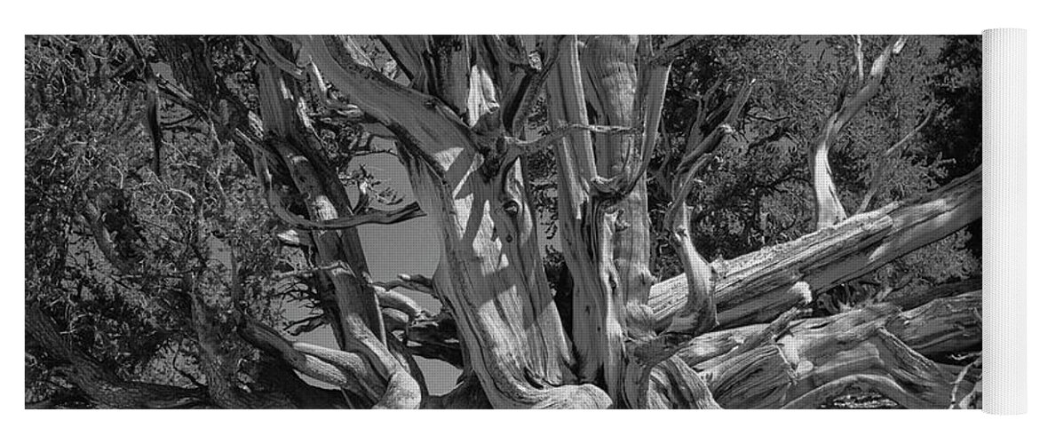 Bristlecone Pine Yoga Mat featuring the photograph Ancient Bristlecone Pine Tree, Composition 5 BW, Inyo National Forest, White Mountains, California by Kathy Anselmo