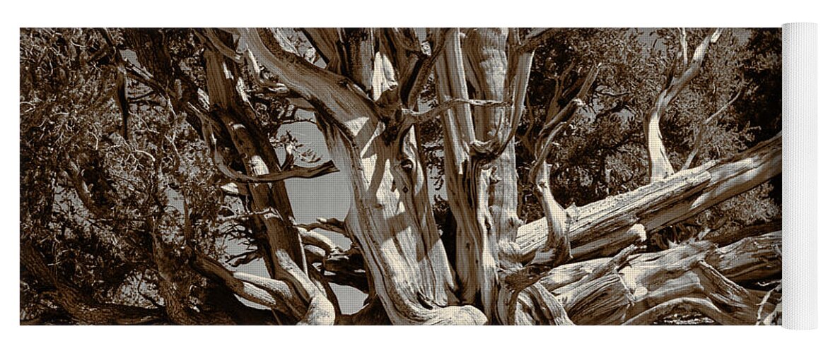 Bristlecone Pine Yoga Mat featuring the photograph Ancient Bristlecone Pine Tree, Composition 5 sepia tone, Inyo National Forest, California by Kathy Anselmo