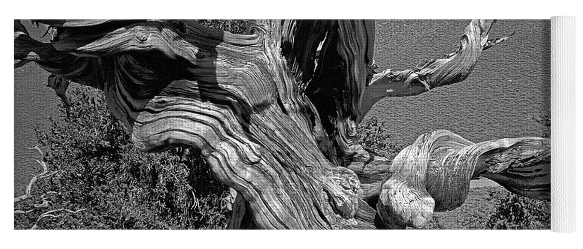 Bristlecone Pine Yoga Mat featuring the photograph Ancient Bristlecone Pine Tree, Composition 6, Inyo National Forest, White Mountains, California by Kathy Anselmo