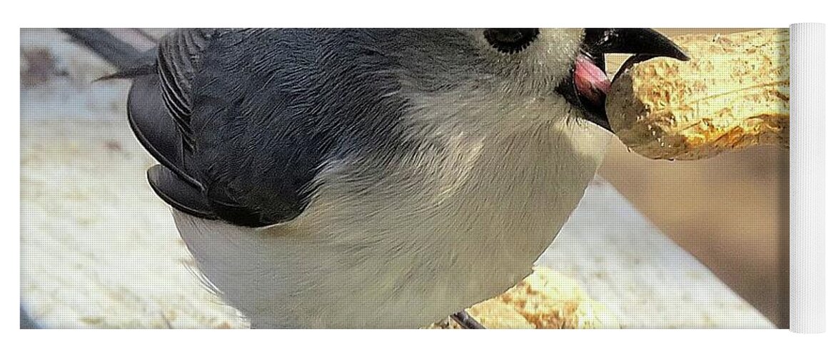 Tufted Titmouse Yoga Mat featuring the photograph And I'll Save This One for Later by Linda Stern