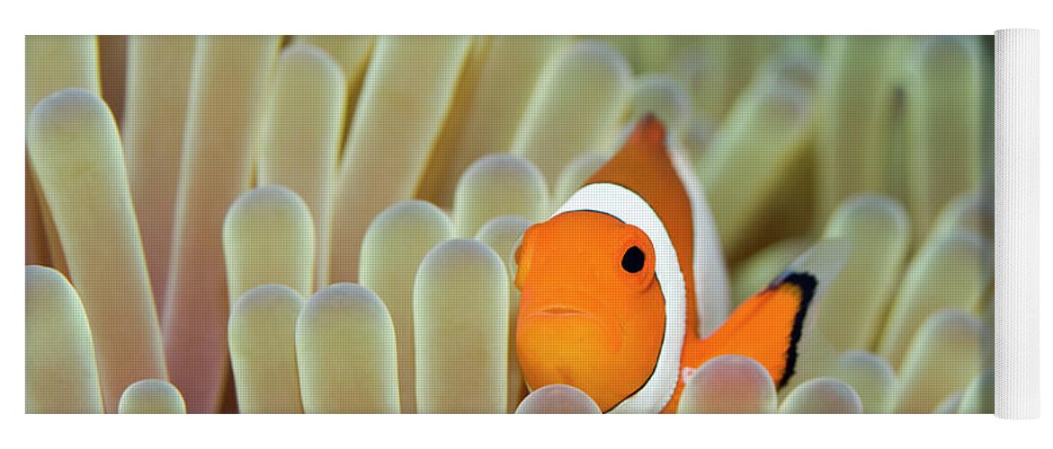 Clownfish Yoga Mat featuring the photograph Anemone and Nemoish. by MotHaiBaPhoto Prints