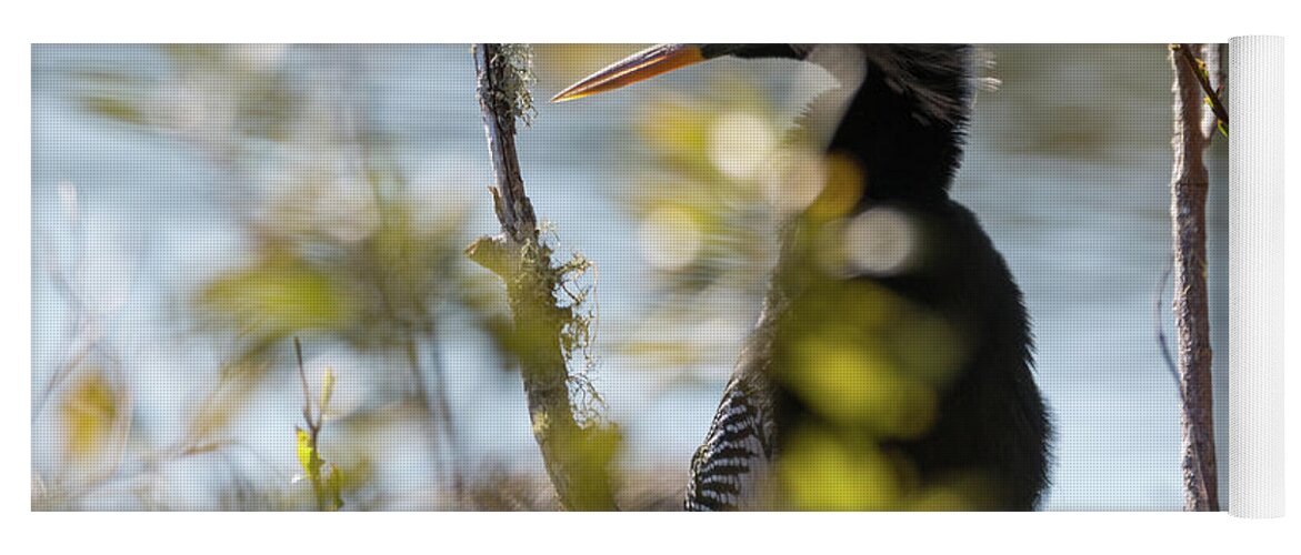 Anhinga Yoga Mat featuring the photograph Anhinga 3 March 2018 by D K Wall