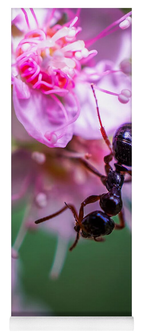 Ant On The Pink Flower Yoga Mat featuring the photograph Ant on the pink flower by Lilia D