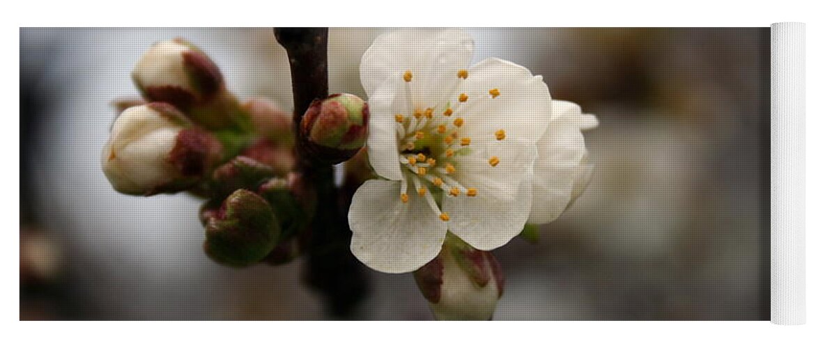 Apple Blossom Yoga Mat featuring the photograph Apple Blossom after the Rain by Valerie Collins