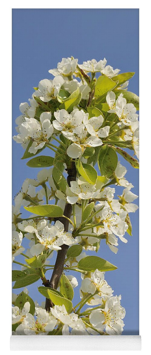 Apple Blossom Yoga Mat featuring the photograph Apple blossom in spring by Matthias Hauser